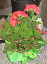 image balkon04_120